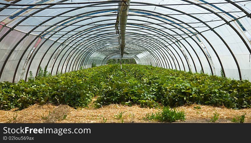 A hothouse with strawberry plants. A hothouse with strawberry plants