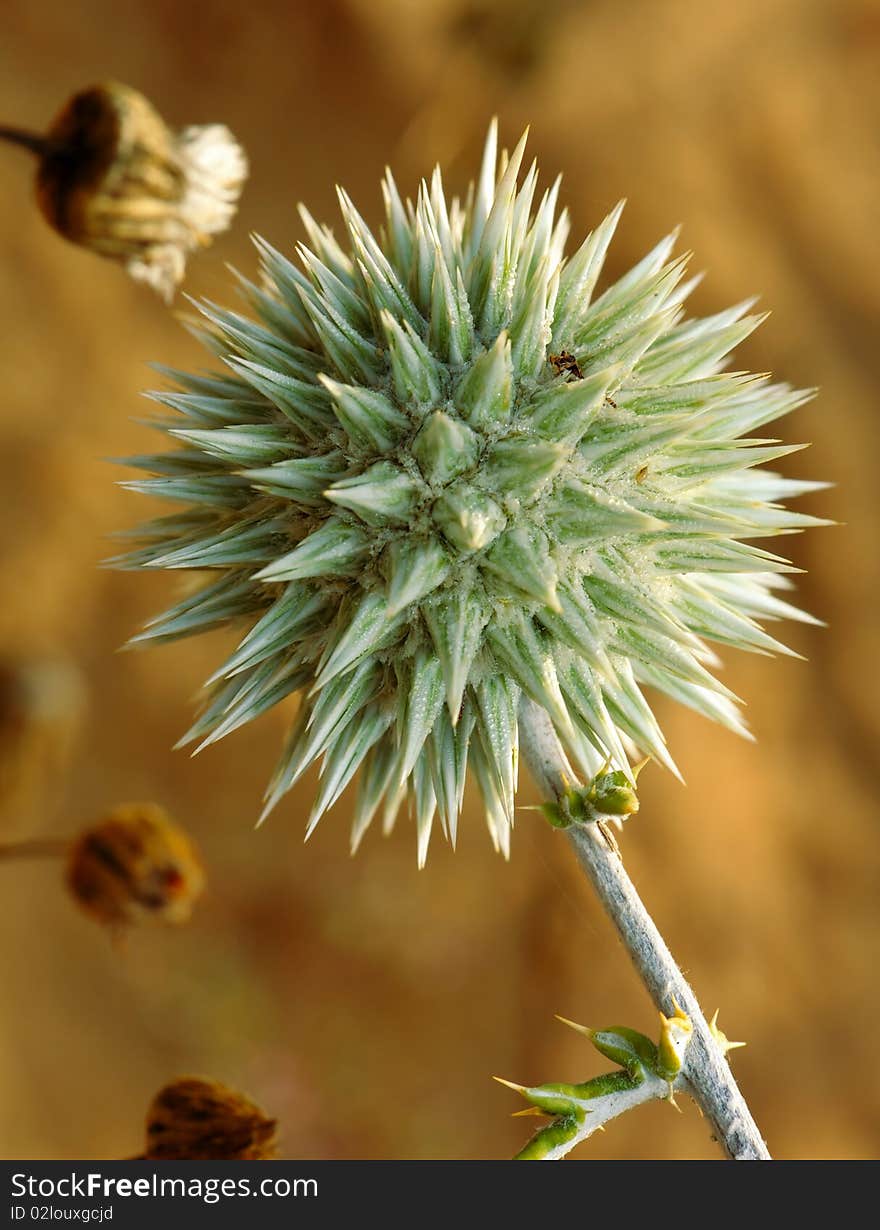 Blossoming Thorn