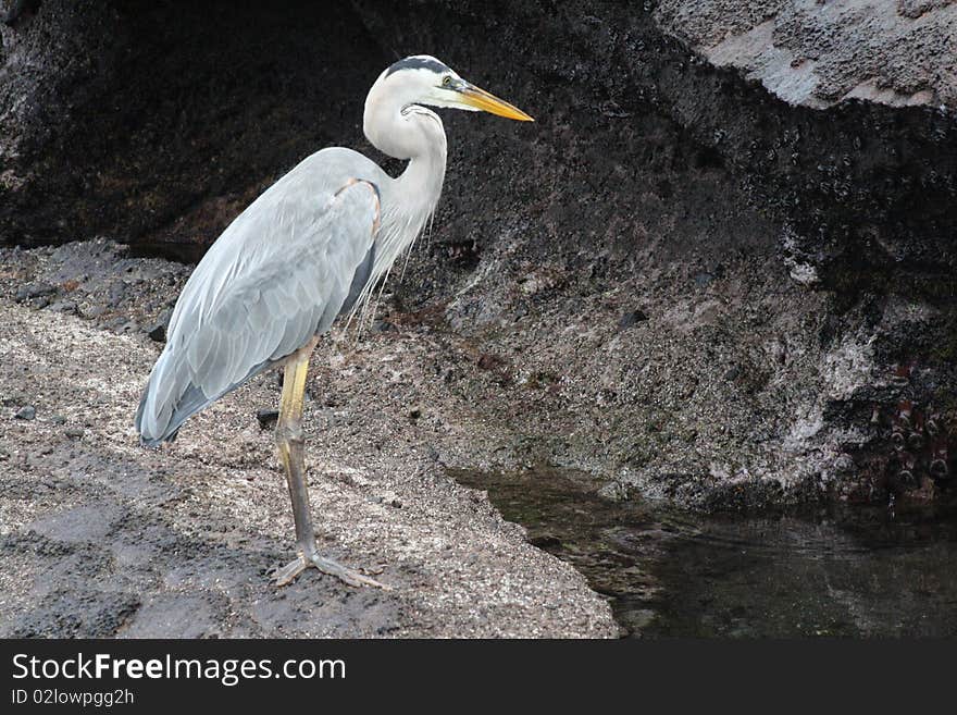 Great blue heron in galapagos islands