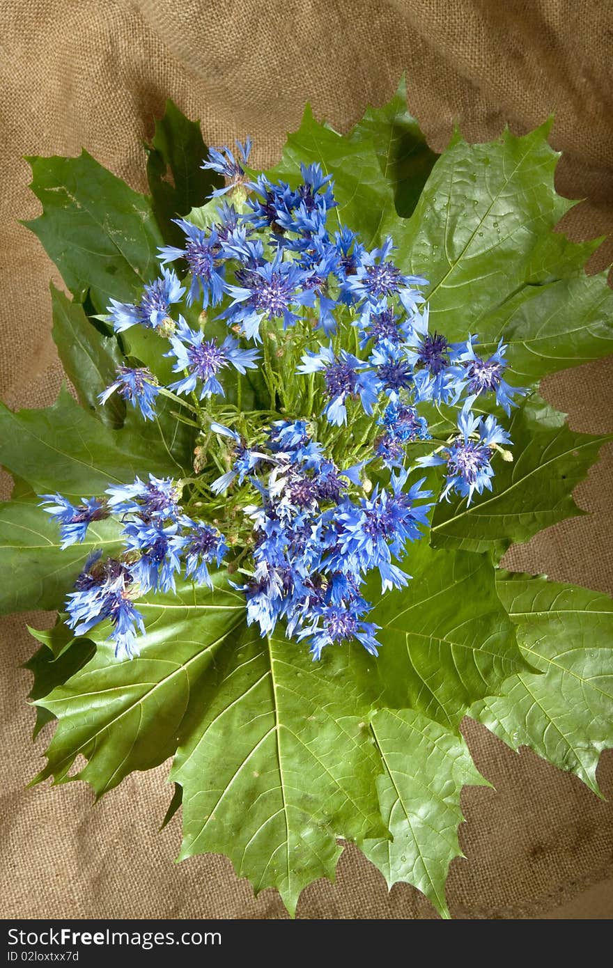 Bouquet Of Blue Cornflowers