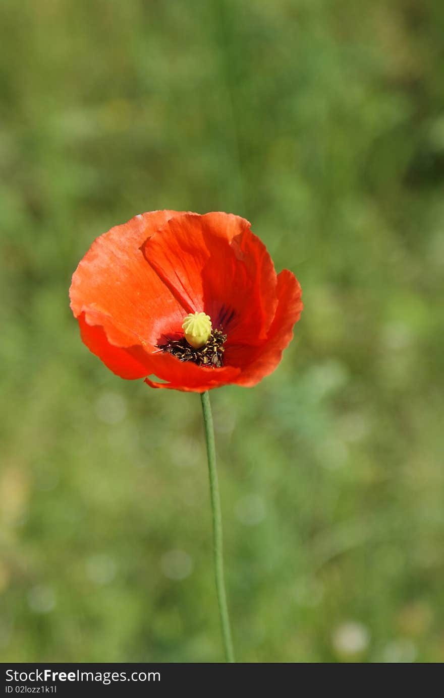 Red poppy.