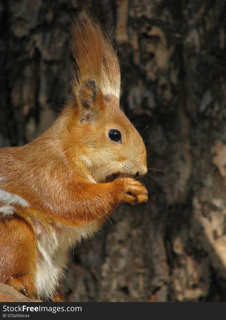 Profile of the squirrel, eating nut on background tree.