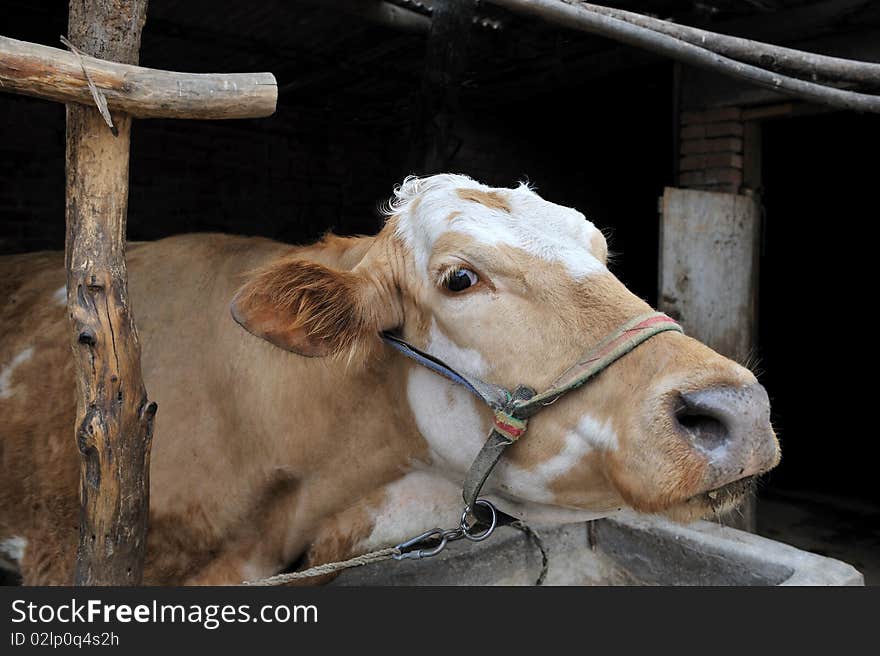 A strong cow tied to cattle shed. A strong cow tied to cattle shed