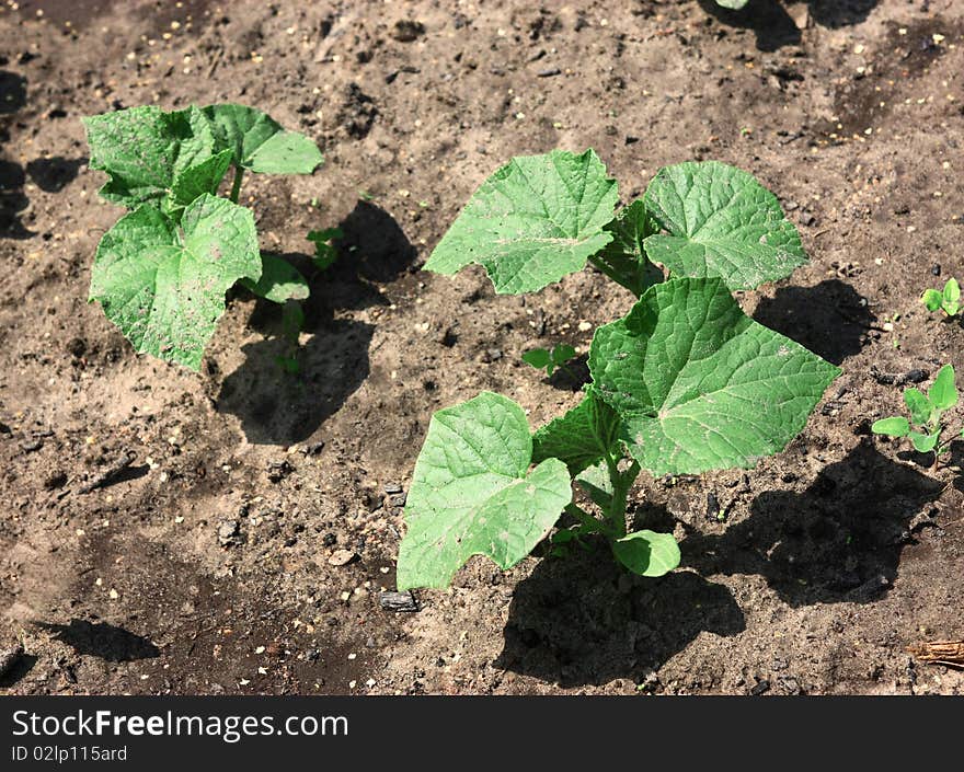 Growing plants on the ground, daylight