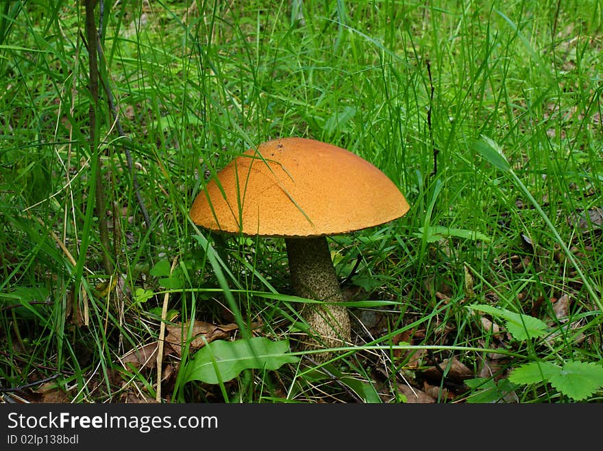 Orange-cap boletus mushroom.