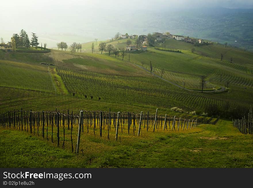 Hills with vineyards and yellow flowers, a winding road with that crosses