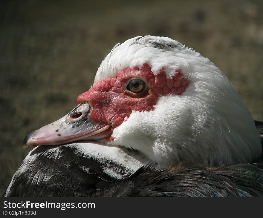 Profile of the muscovy on sandy shore.