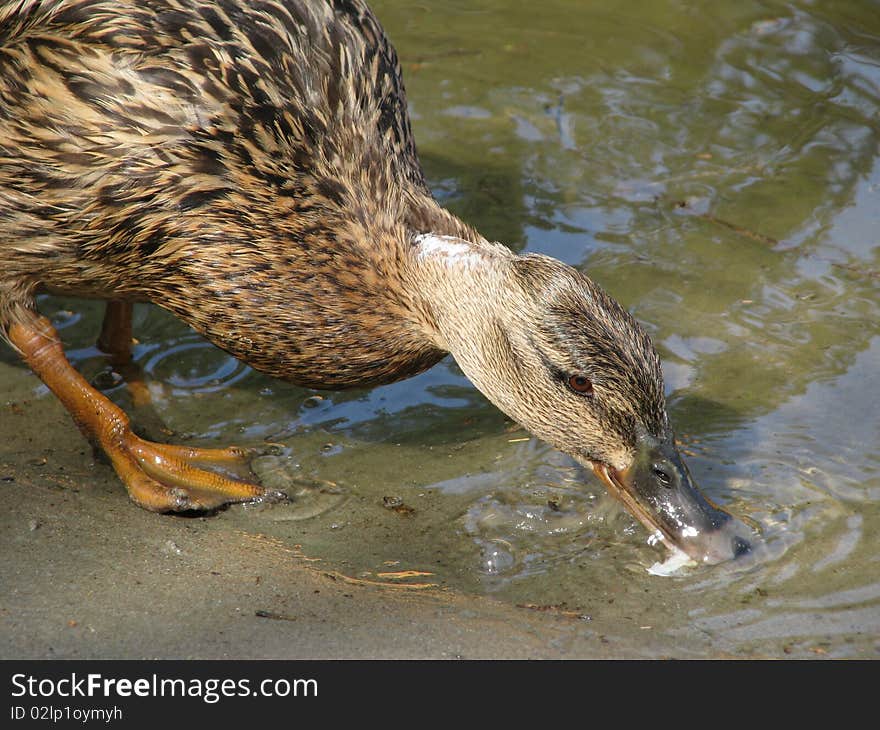 Duck gather food on shallow water of lake.