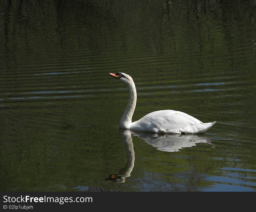 White Swan On Forest Lake