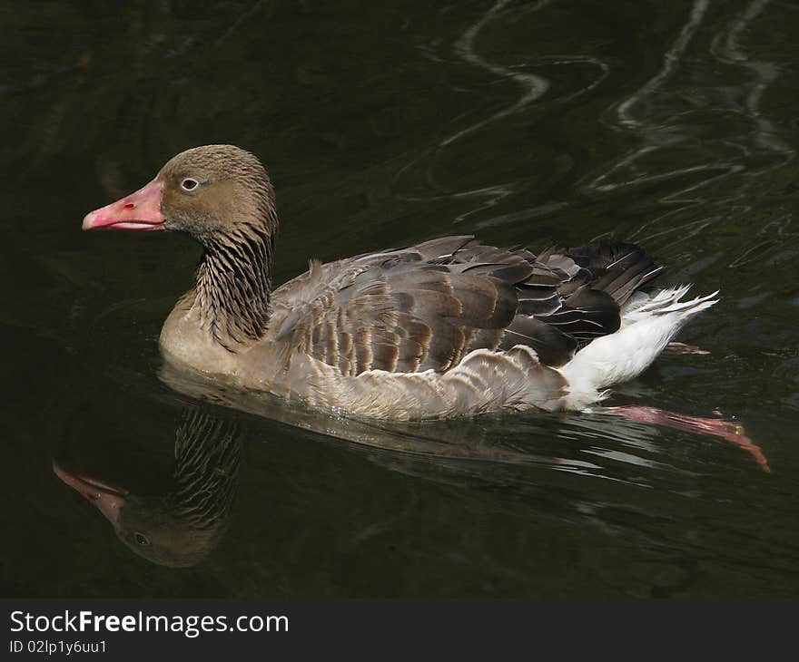 Gray goose, quickly moving on the forest lake.