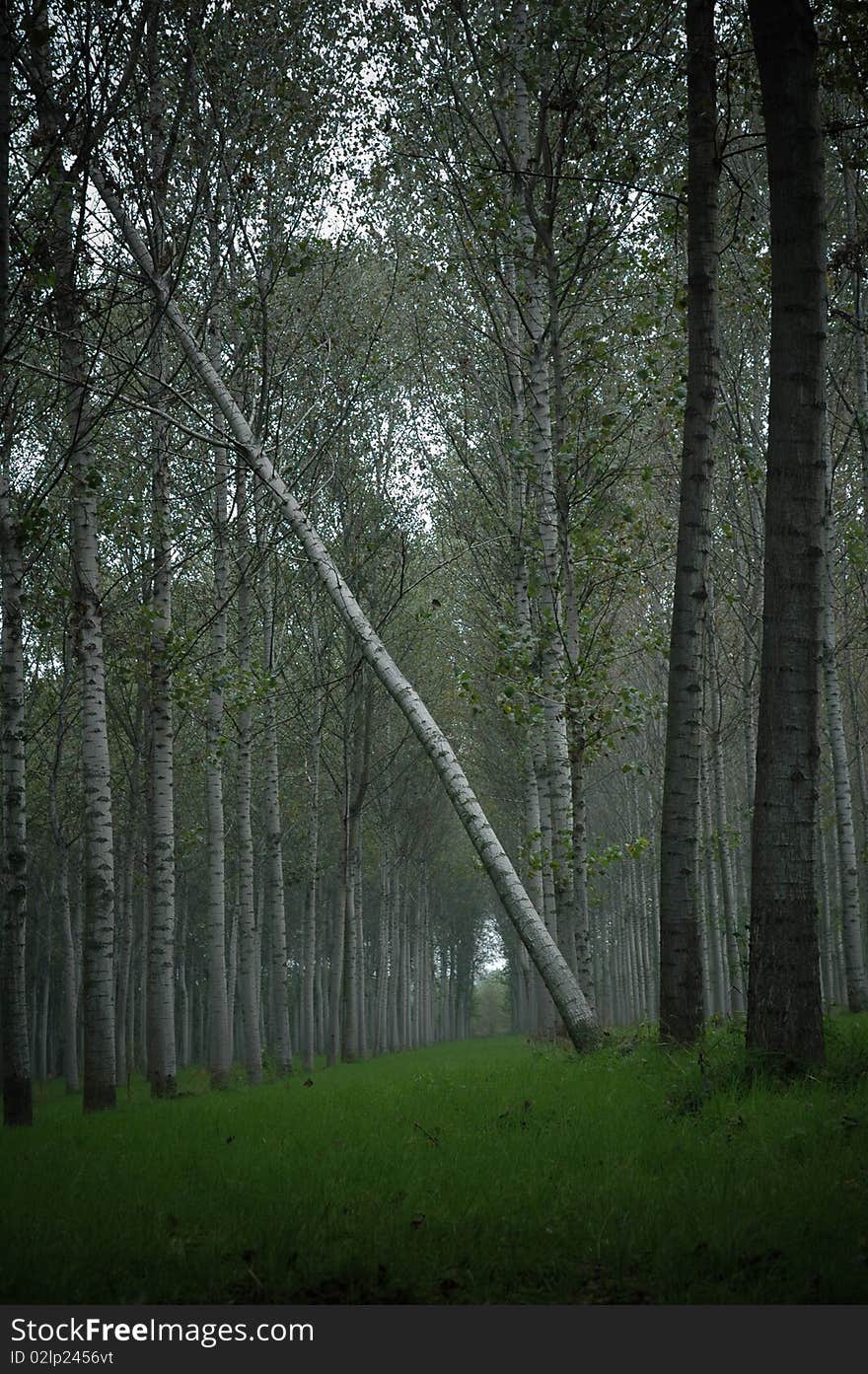 Poplar dead