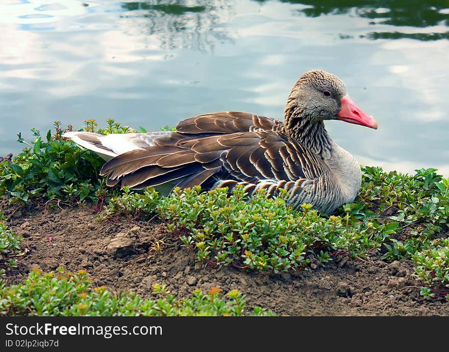 Duck ashore lake