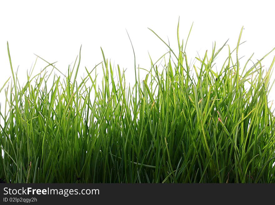 Young green grass on a white background.