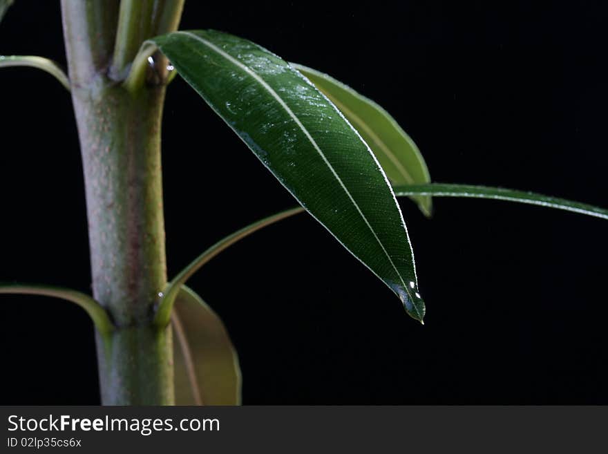 Branch of an oleander with leaves on a black background. Branch of an oleander with leaves on a black background.