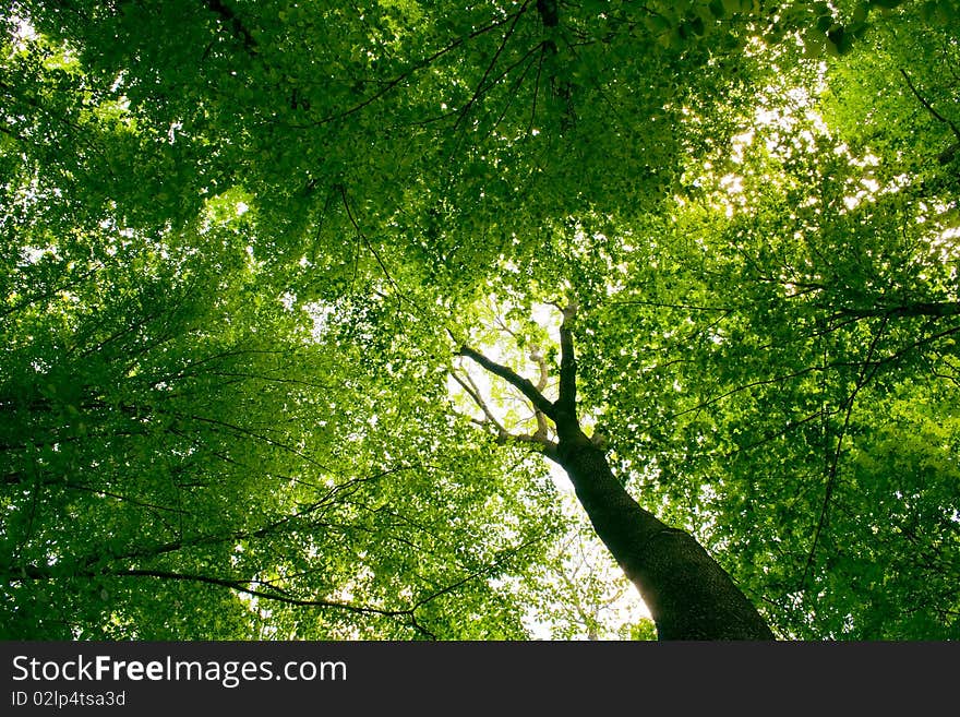 Sunlight in trees of green summer forest