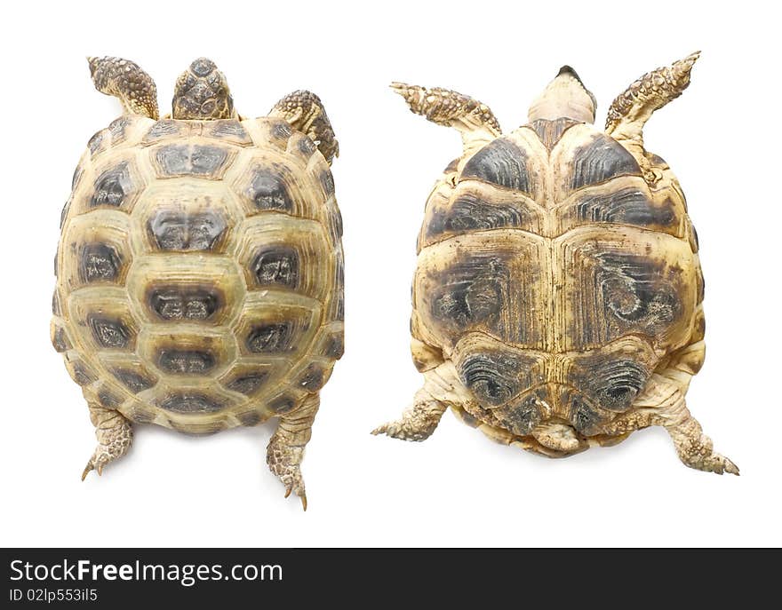 Two views (up and down) on 13 years overland tortoise which is living in central asian region. Isolated on white background. Two views (up and down) on 13 years overland tortoise which is living in central asian region. Isolated on white background