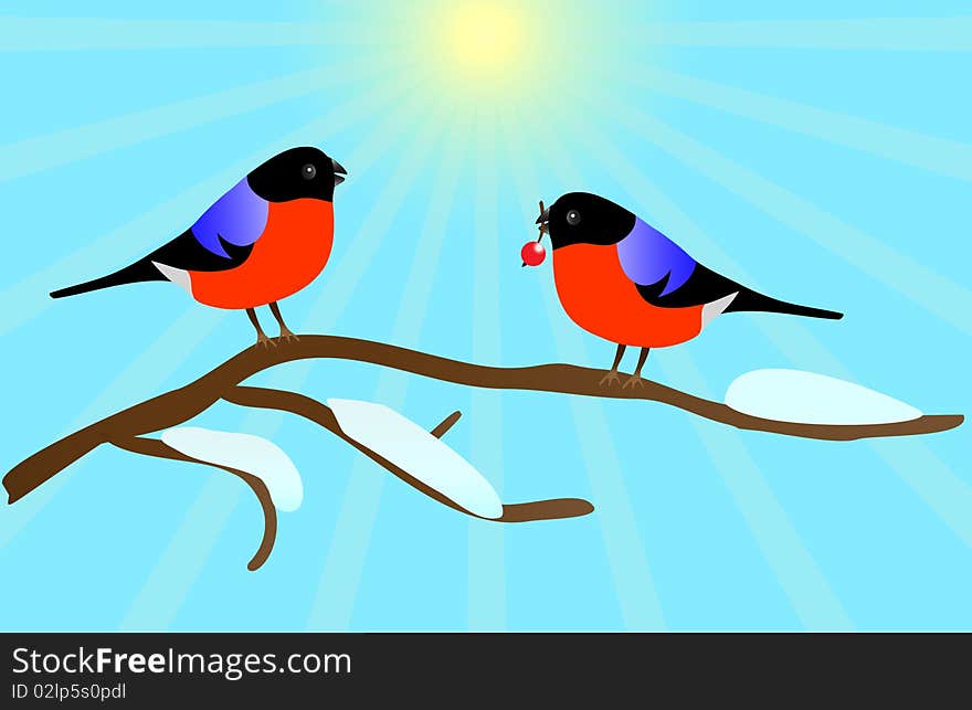 Two bullfinches on branch