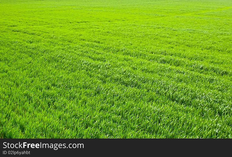 A  a green grass background . /