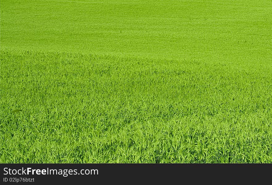 A lot of green wheat under red sky. A lot of green wheat under red sky