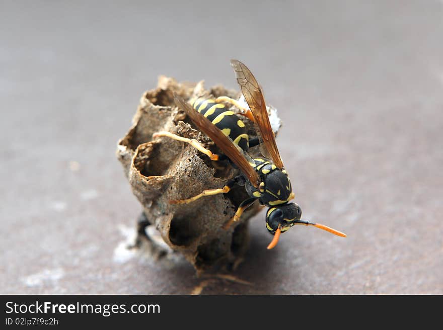 The wild wasp builds a nest of the round form. The wild wasp builds a nest of the round form.