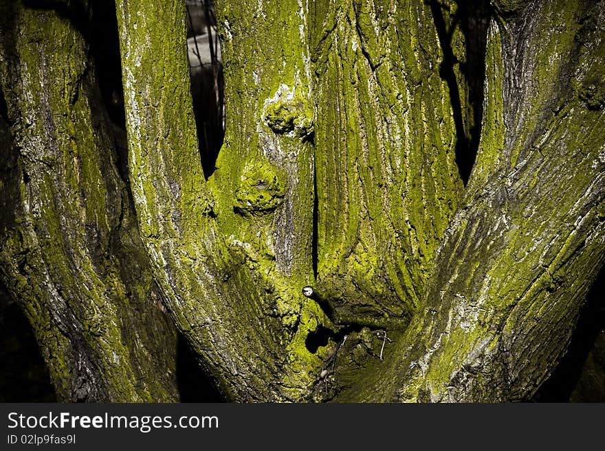 Photograph of the rind of the tree