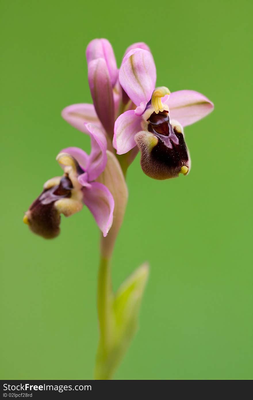 Beautiful orchid isolated on green