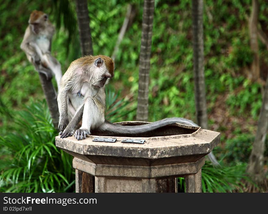 Monkeys Search Food