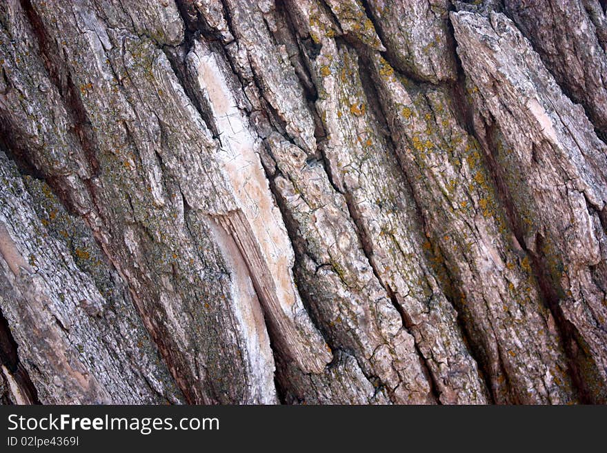 Close up of texture of aged tree bark. Close up of texture of aged tree bark.