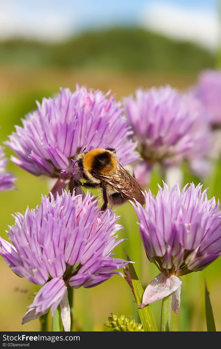 Bumblebee on a purple Flower 1