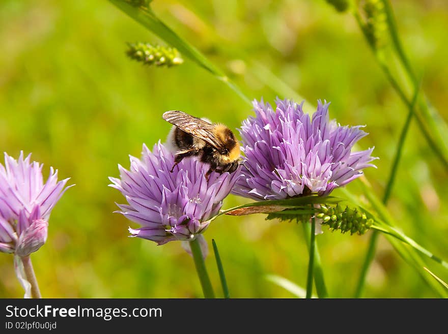 Bumblebee on a purple Flower 2