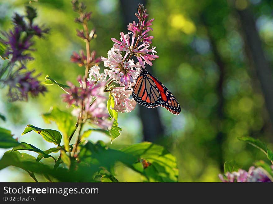 Monarch Butterfly on a Blooming Lilac. Monarch Butterfly on a Blooming Lilac