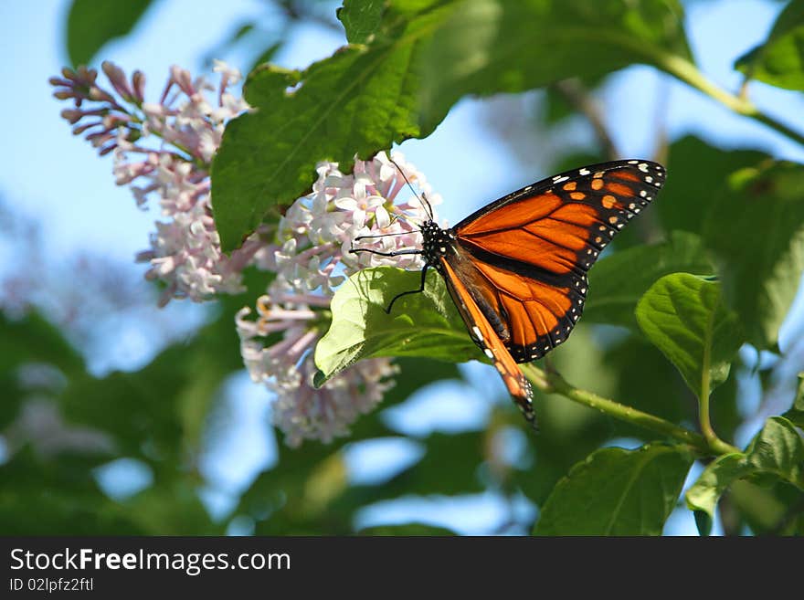 Monarch Butterfly on a Blooming Lilac. Monarch Butterfly on a Blooming Lilac