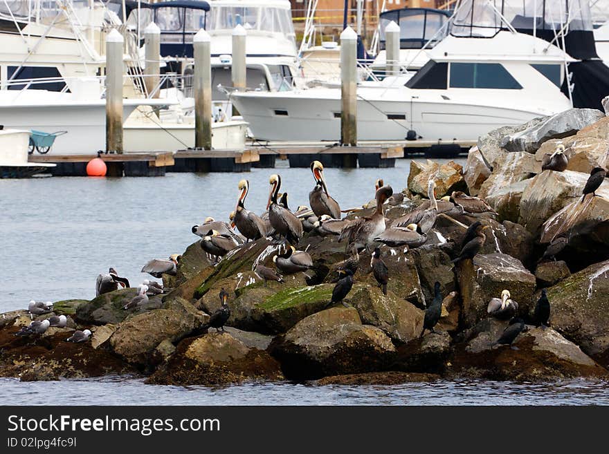 Pelicans standing on a rock with boats as a background