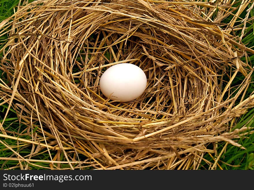 Nest forest bird