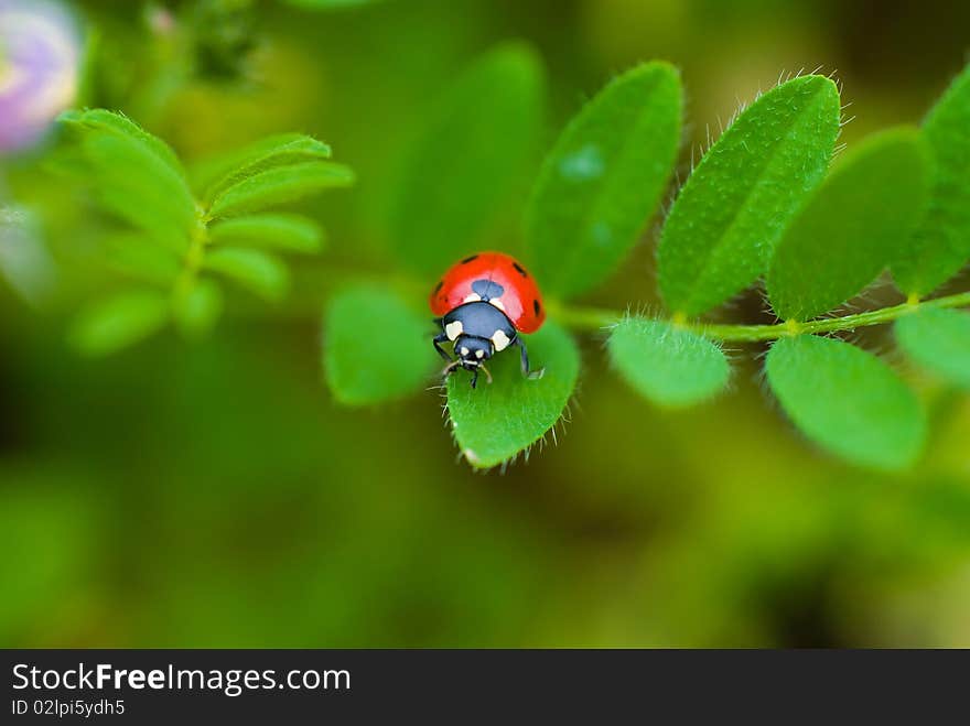 Ledybird on the montain plant. Ledybird on the montain plant