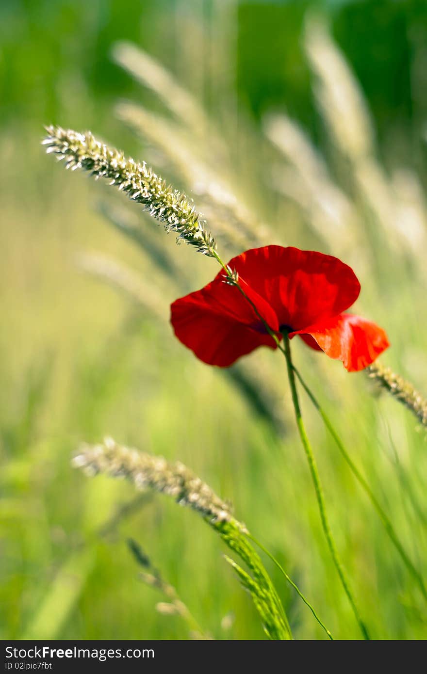 Poppy in the green field.