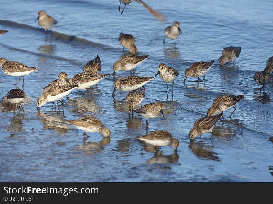 Water birds in a small pond