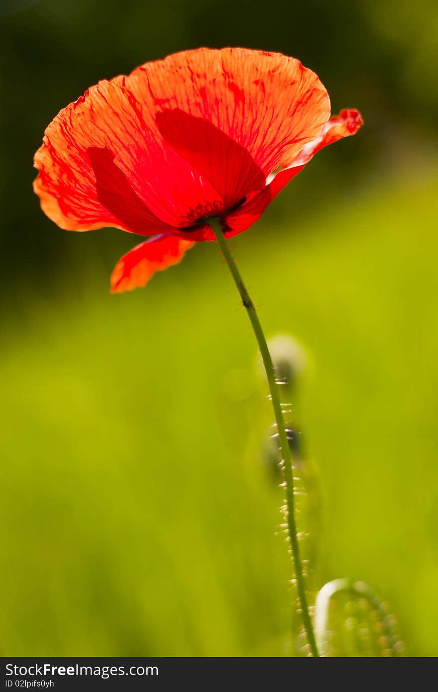 Poppy in the green field.