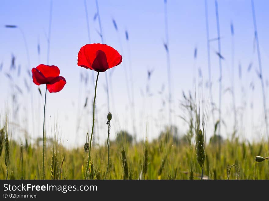 Poppies in a green wheat field. Poppies in a green wheat field.