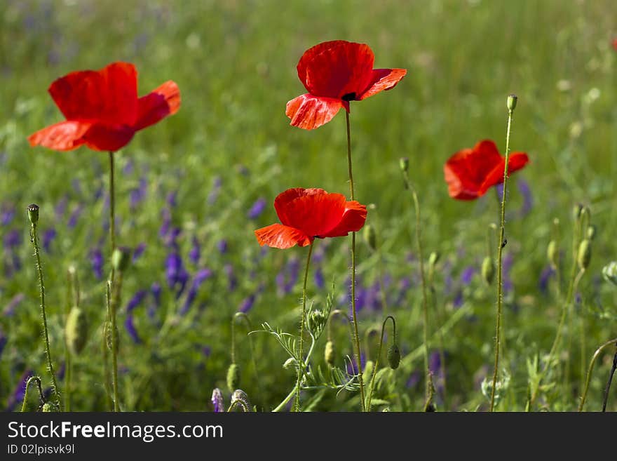 Poppies in a green wheat field. Poppies in a green wheat field.