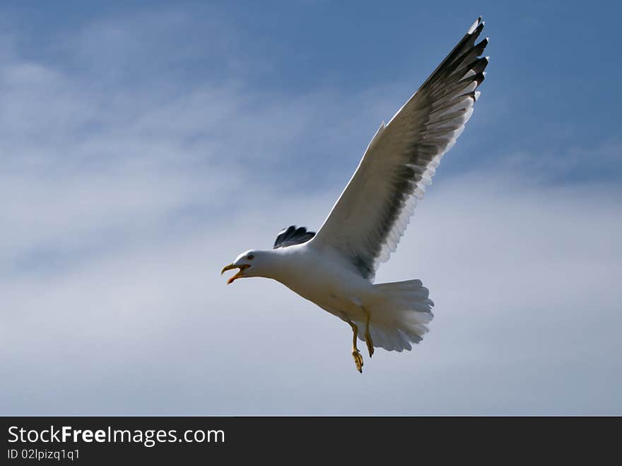 Lesser Black-backed Gull in flight