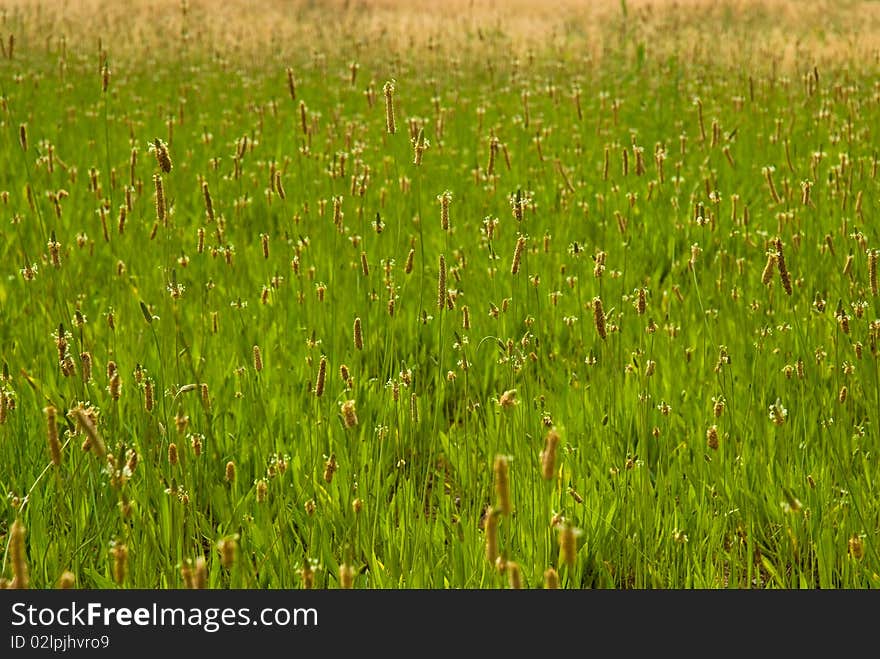 Green view in spring time