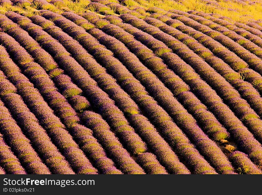 Lavender field in Plateau de Valensole, Provence, France