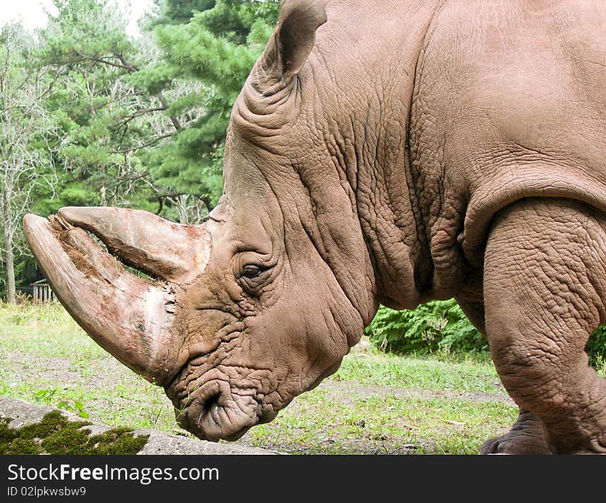 Large Rhino