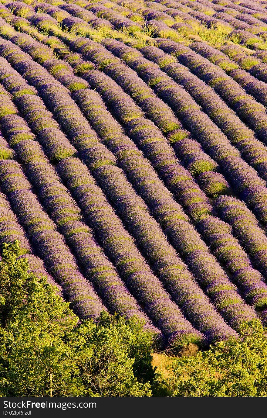 Lavender field in Plateau de Valensole, Provence, France