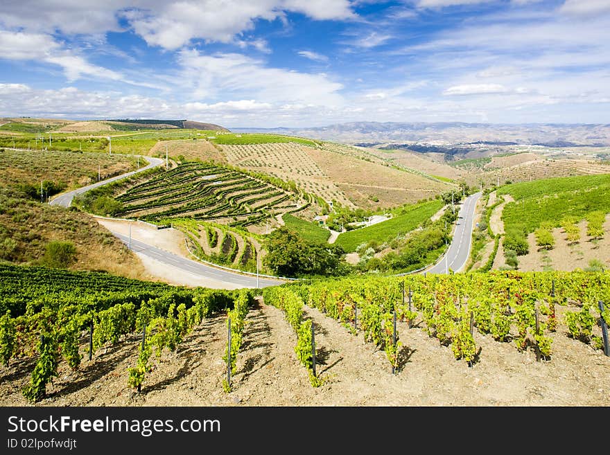 Vineyars in Douro Valley, Portugal