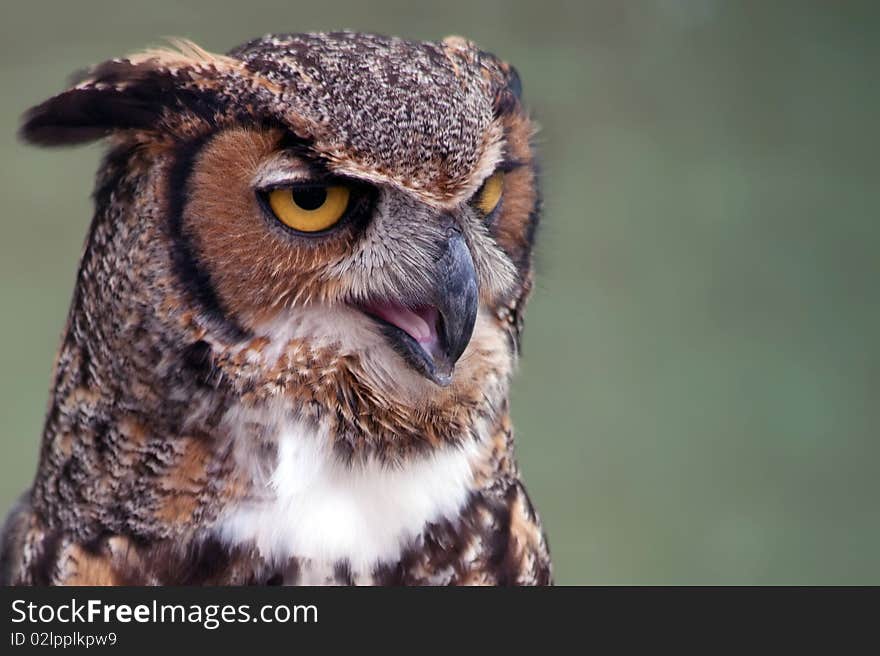 Great horned owl