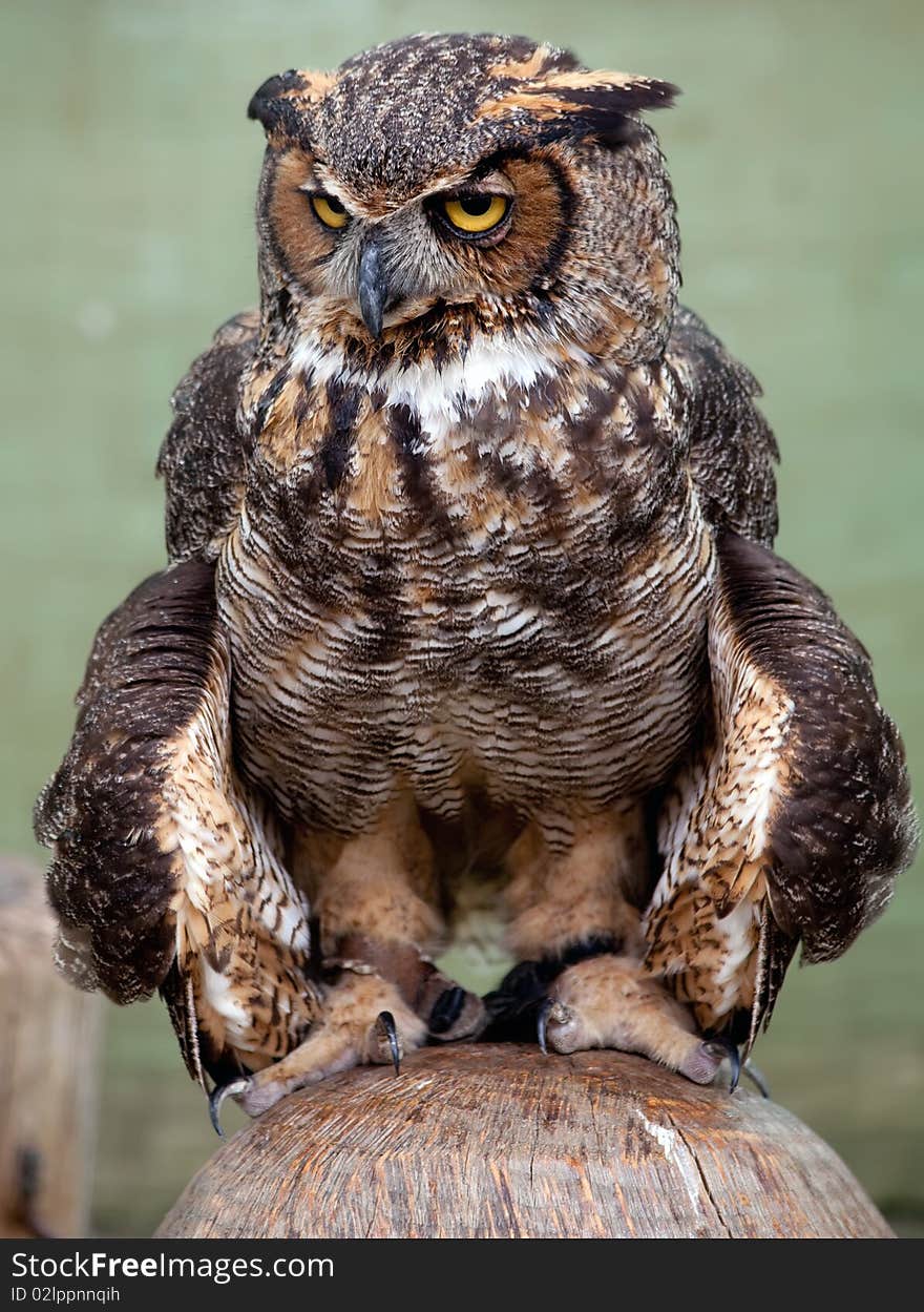 Great Horned Owl sitting on a log