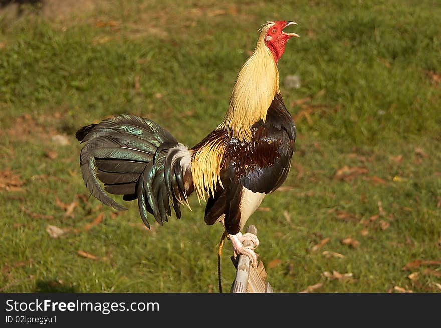 Cock crowing against a green background