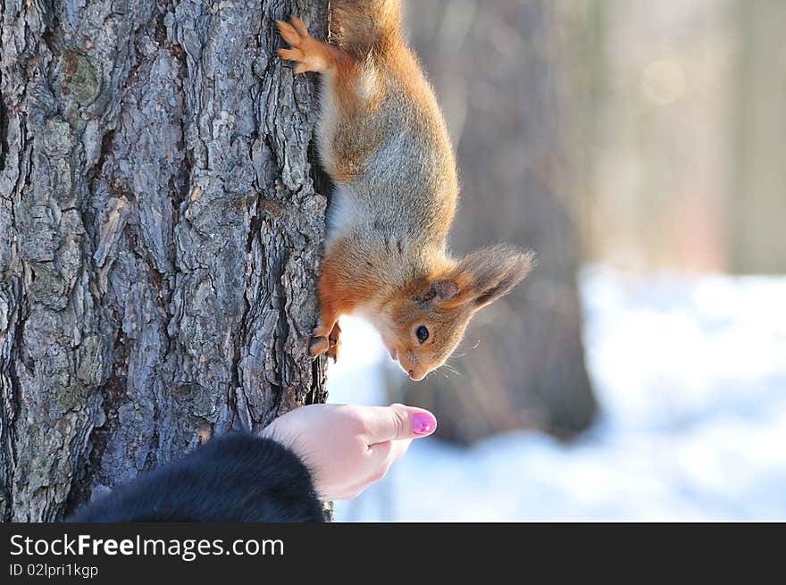 Red squirrel goes down from a tree behind nuts.